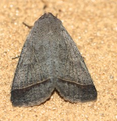 Pantydia capistrata