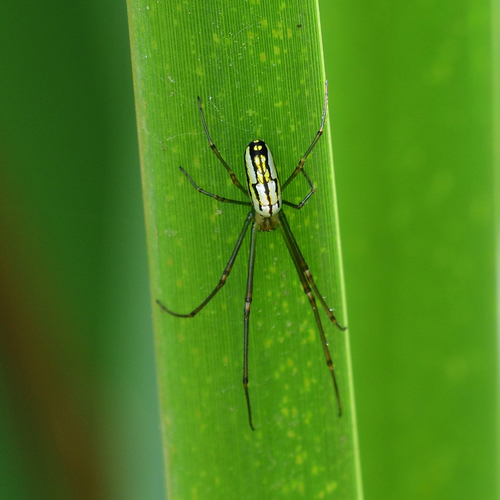 Leucauge argyra