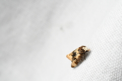 Phalonidia memoranda