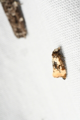 Phalonidia memoranda