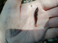 Hypseleotris galii