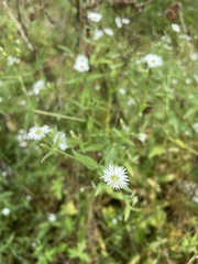 Stellaria radians