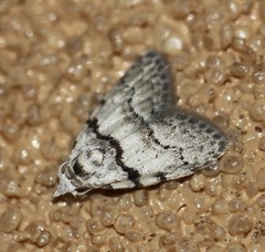 Nola pygmaeodes