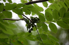 Bursera tomentosa