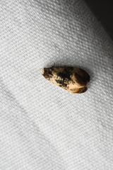 Phalonidia memoranda