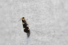 Alloclemensia americana