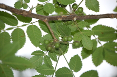Bursera tomentosa