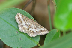 Chiasmia fidoniata