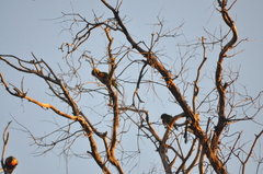 Trichoglossus moluccanus moluccanus