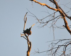 Trichoglossus moluccanus moluccanus