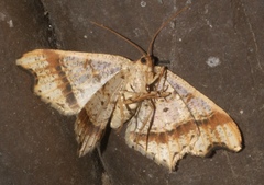 Macaria promiscuata