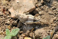 Oedipoda miniata