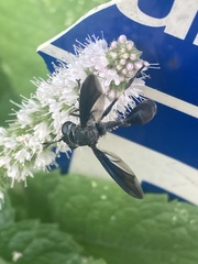 Physocephala floridana