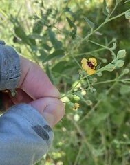 Abutilon incanum