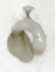 Ptinella taylorae