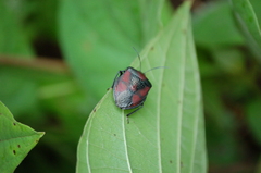 Brachystethus rubromaculatus