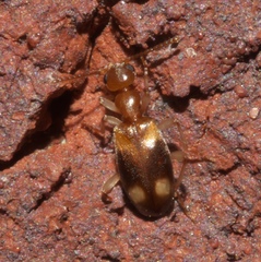 Stricticomus tobias