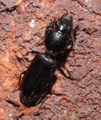 Clivina dentipes