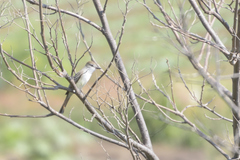 Myiarchus cinerascens