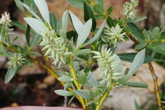 Salix orestera
