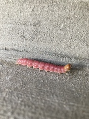 Litoprosopus coachella