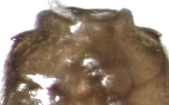 Ptinella taylorae