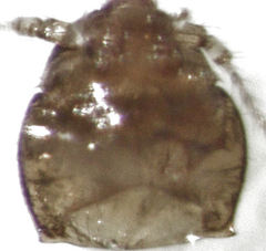 Ptinella taylorae
