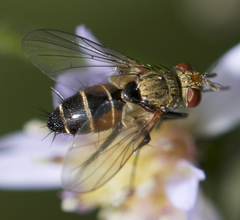 Clausicella setigera