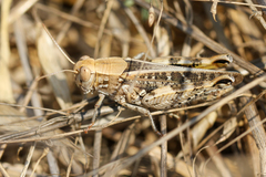 Calliptamus barbarus