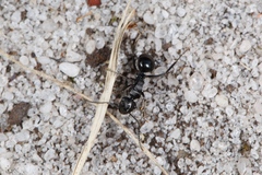 Polyrhachis patiens