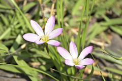 Zephyranthes fosteri