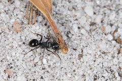 Polyrhachis patiens