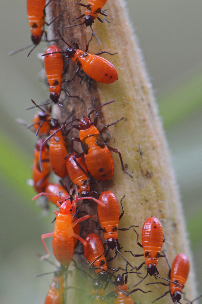 Large Milkweed Bug From Augusta, Ga, Usa On August 05, 2021 At 07:23 Pm 