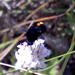 Bombomyia fulvontata - Photo (c) Chris Vynbos, algunos derechos reservados (CC BY-SA), subido por Chris Vynbos