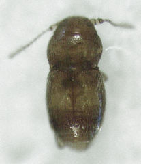 Ptinella taylorae
