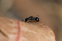 Polyrhachis patiens