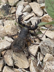 Mastigoproctus tohono