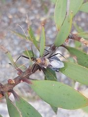 Pristhesancus chlamydatus