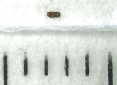 Ptinella taylorae