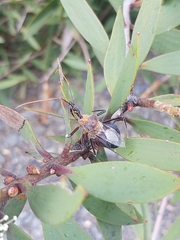 Pristhesancus chlamydatus