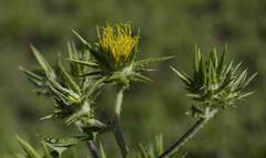 Berkheya pinnatifida stobaeoides