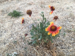 Gaillardia × grandiflora