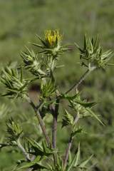 Berkheya pinnatifida stobaeoides