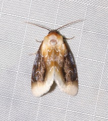 Chrysoecia scira