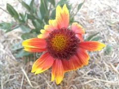 Gaillardia × grandiflora
