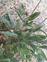 Gaillardia × grandiflora