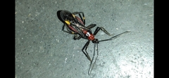 Graptocleptes bicolor