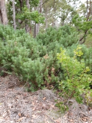 Podocarpus drouynianus