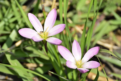 Zephyranthes fosteri
