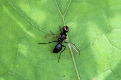 Myrmecothea